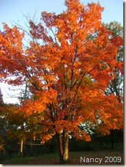 November 2009 007
