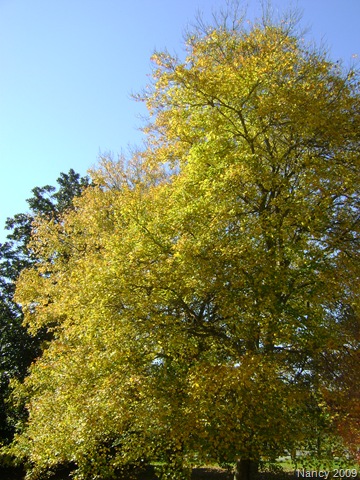[November20090054.jpg]