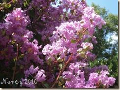 July 2010 003