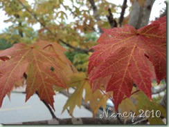 August 2010 022