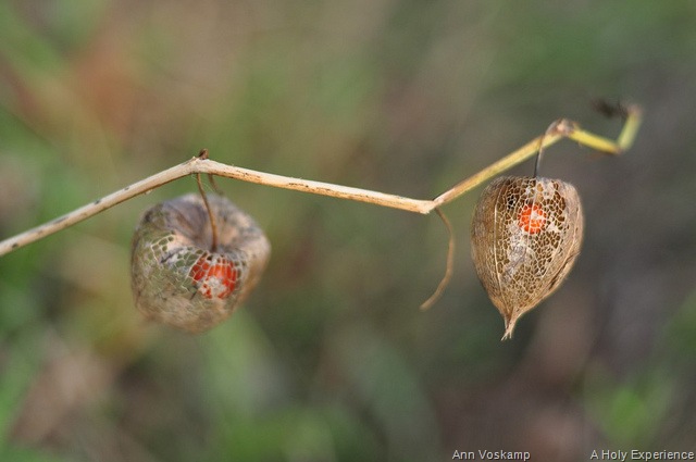 [ann's chinese lanterns[9].jpg]