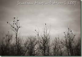 05_Blackbird_flock_in_bare_trees 2