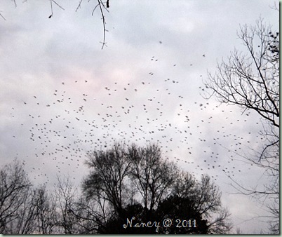 chasing birds