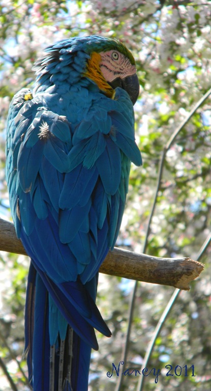[blue macaw 1[3].jpg]
