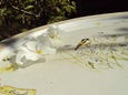 DSC02878 DSC02878