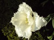 DSC05926 DSC05926
