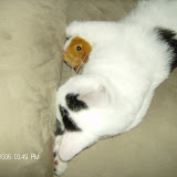 See?  She fights it for a while and then cuddles with it.