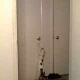This is Mew Mew pawing at the reflection of her hand in the doorknob.