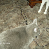 More Rock Band kitties