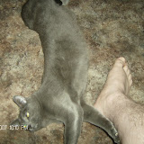 We call this one "Sausage Kitty."