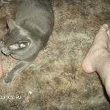 Jonesy, the formerly feral kitty.