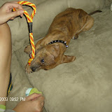 Bruno playing on the couch.