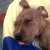 Bruno sleeping on the Google beanbag in the computer room.