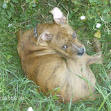 Bruno in the huge weeds by the front door (another reason not to pull them!). See the pitiful scar above his eye? It's from the feeding tube they sutured to his face when he had parvo. *sniffle*