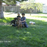 The boys loving the puppies.