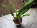 Oncidium Sharry Baby 'Emeraldi'