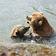 Tiere