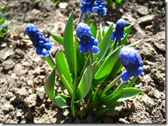 IMG_6986 IMG_6986
