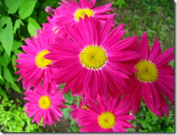 IMG_8020 IMG_8020