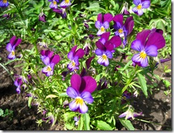 IMG_7963 IMG_7963
