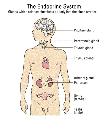 [endocrine[3].jpg]