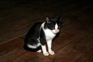 At our villa we had a few cats that visited our porch and would beg for our snacks.  We named this common visitor “Skinny”