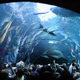 Very cool tunnel aquarium