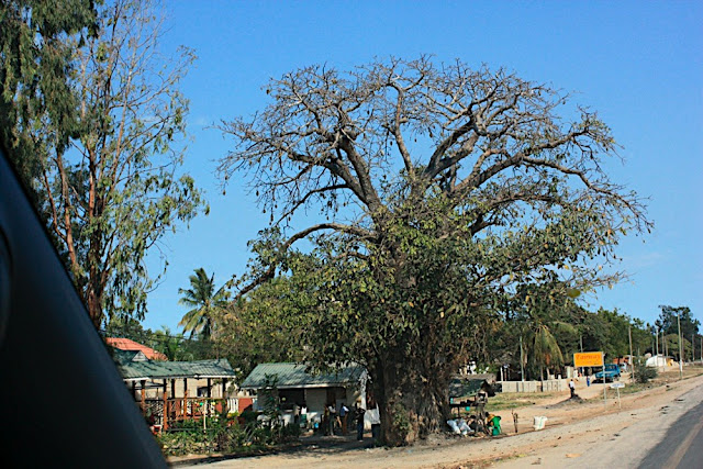Baobab 2