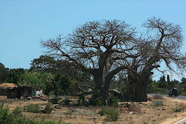 Baobab 4