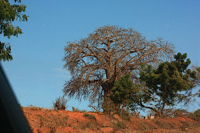Baobab 5