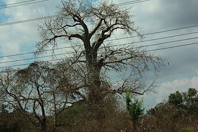 Baobab 6