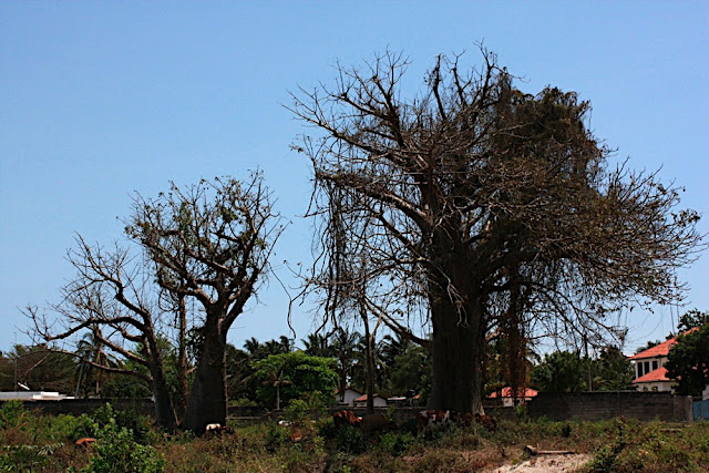Baobab 7