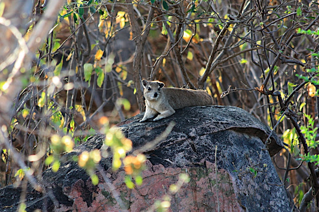 �ivotinje oko kolibe 5