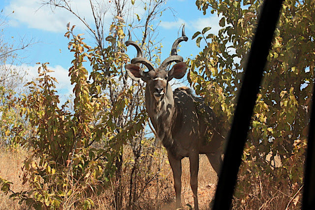 Ruaha 5