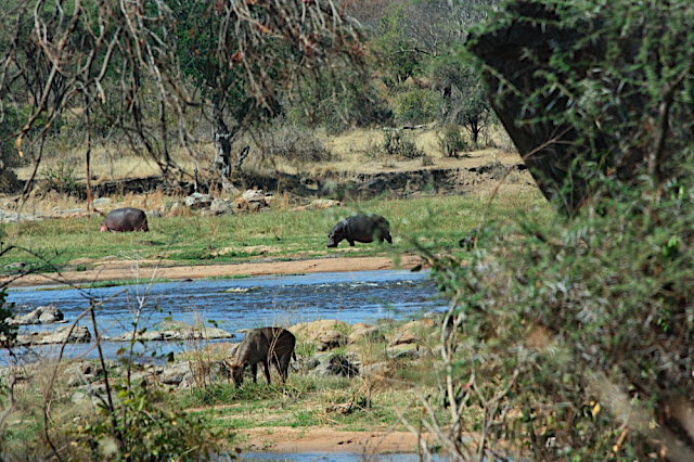 Ruaha 8