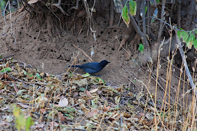 �ivotinje oko kolibe 1