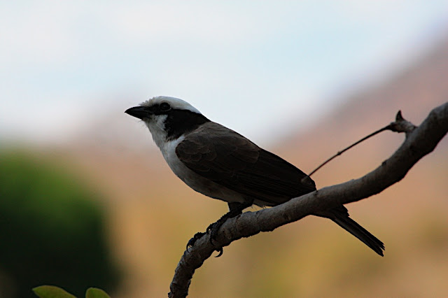 �ivotinje oko kolibe 7