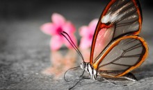 Mariposa de alas transparentes