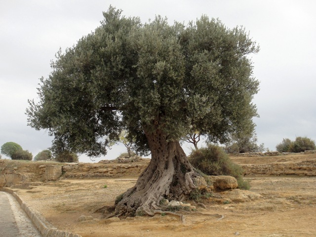 [tree-Agrigento[4].jpg]