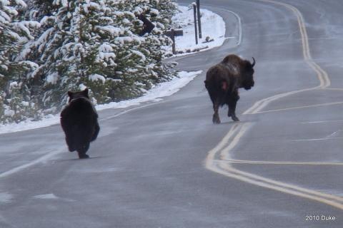 [Bear Chasing Bison Down the Road[5].jpg]