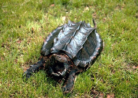 Alligator Snapping Turtle 01