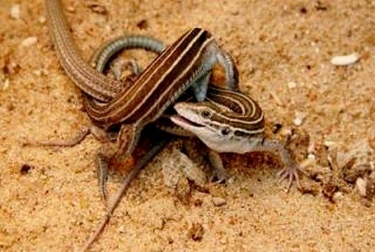 [Whiptail Lizards[5].jpg]