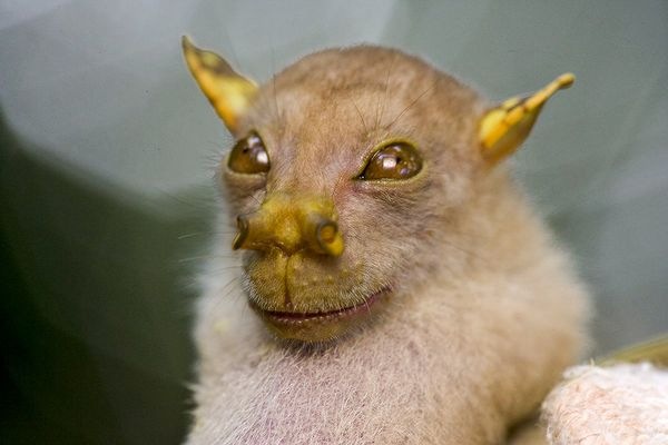 [Tube-Nosed Bat[5].jpg]