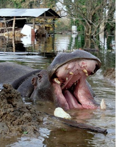 [Hippo escapes from Montenegro zoo 07[7].jpg]