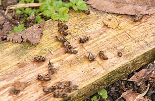 [American Honeybees[7].jpg]
