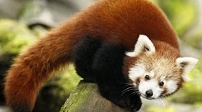 [Red Panda Fossils Found in Tennessee[3].jpg]