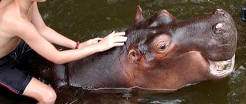[Hippopotamus (Hippopotamus amphibius)[5].jpg]
