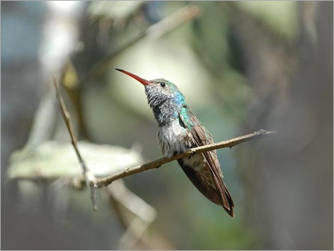rare-birds-photo-contest-honduran-emerald