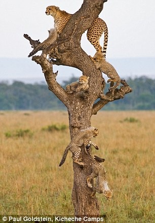 [cheetah cubs 02[5].jpg]