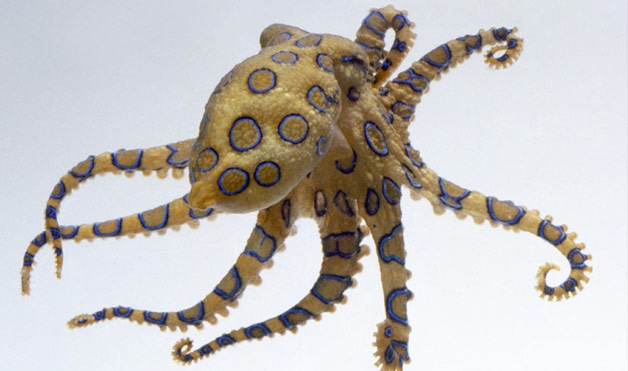 [05-Blue-Ringed-Octopus[4].jpg]